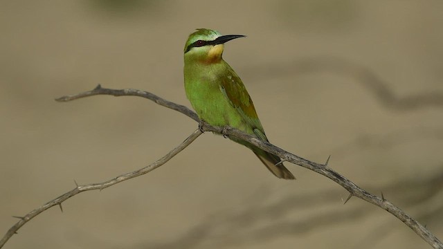 Blue-cheeked Bee-eater - ML570174761