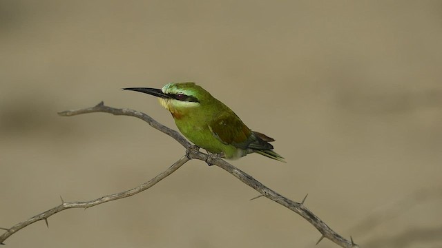 Blue-cheeked Bee-eater - ML570174771