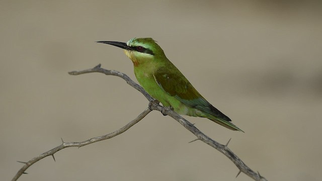 Blue-cheeked Bee-eater - ML570174781