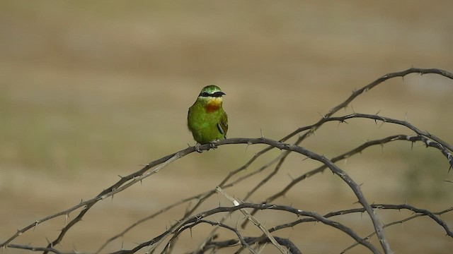 Blue-cheeked Bee-eater - ML570174791