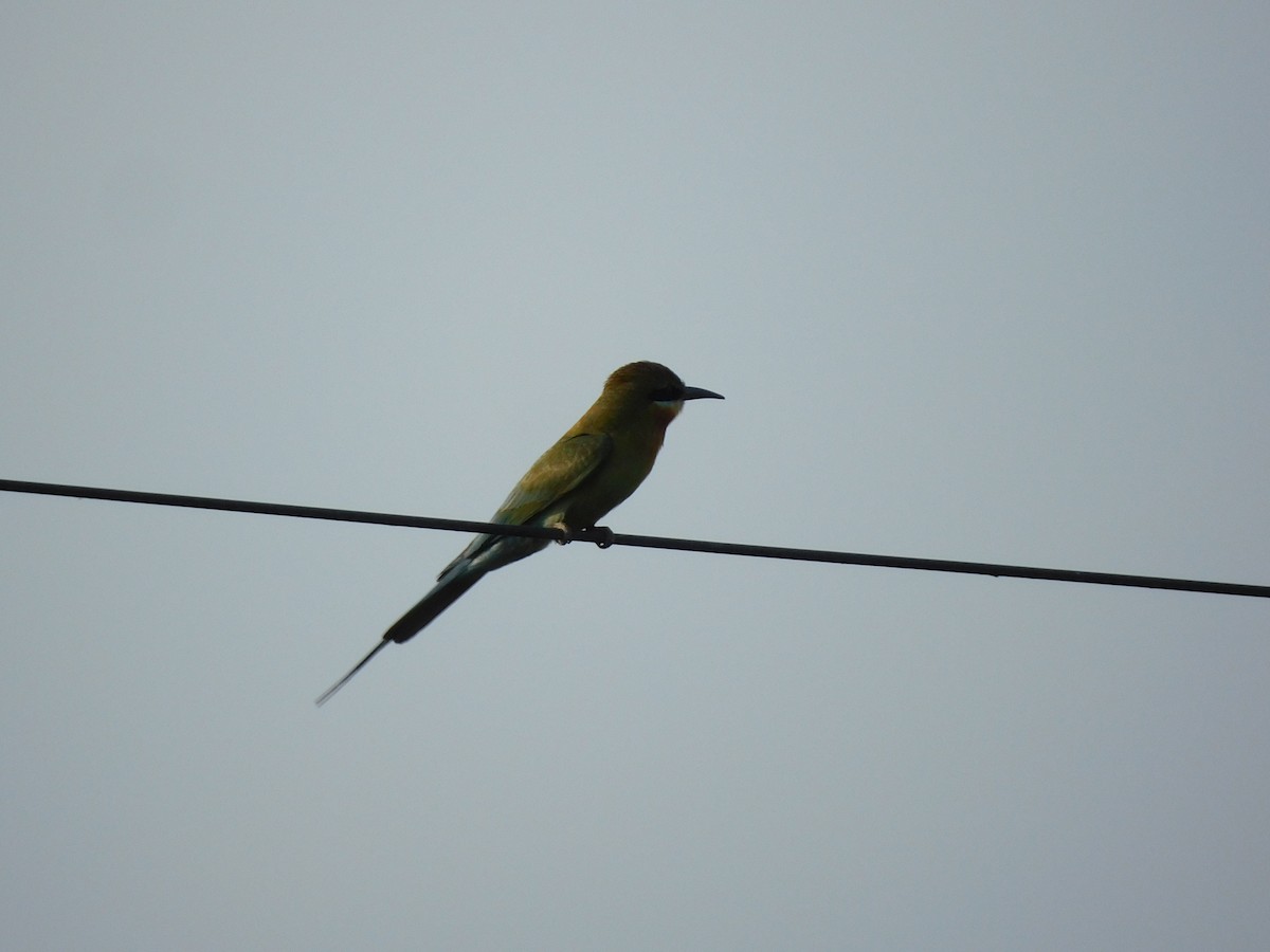 Blue-tailed Bee-eater - ML570175621