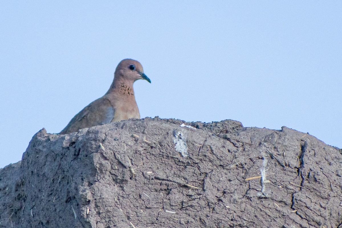 Laughing Dove - ML570179261