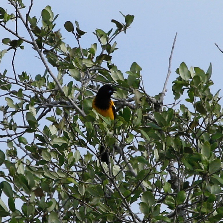 Audubon's Oriole - JoAnn King