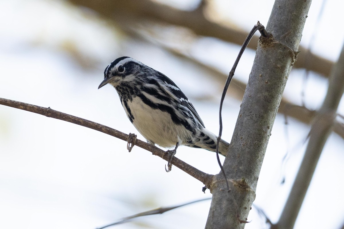 Black-and-white Warbler - ML570181621