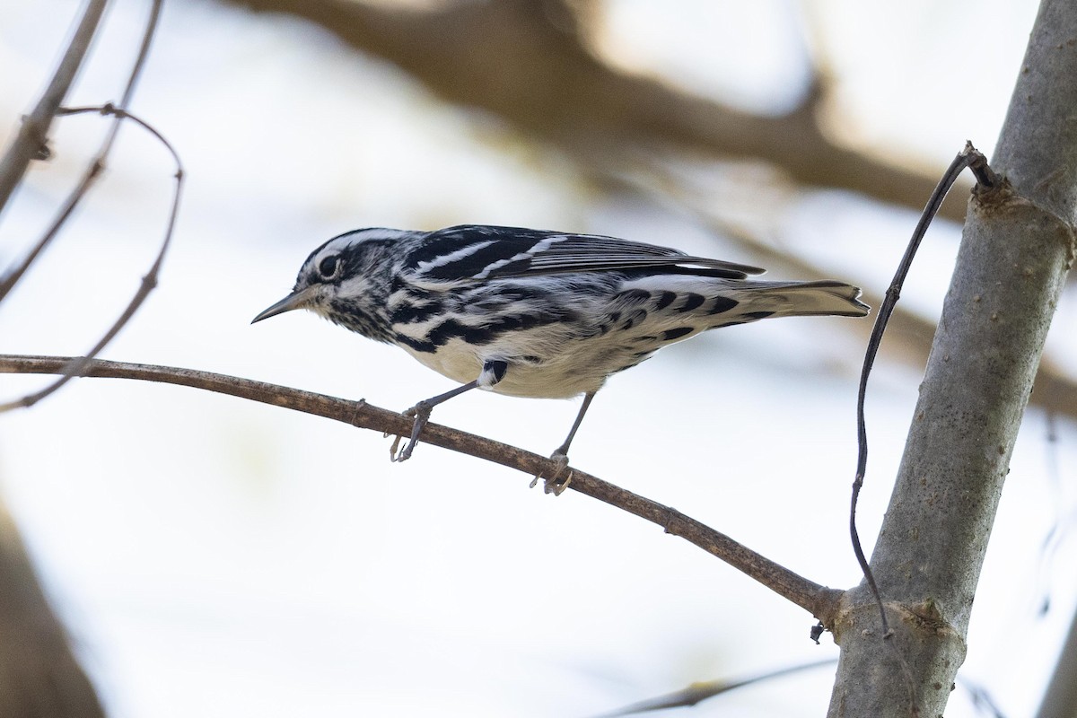 Black-and-white Warbler - ML570181631
