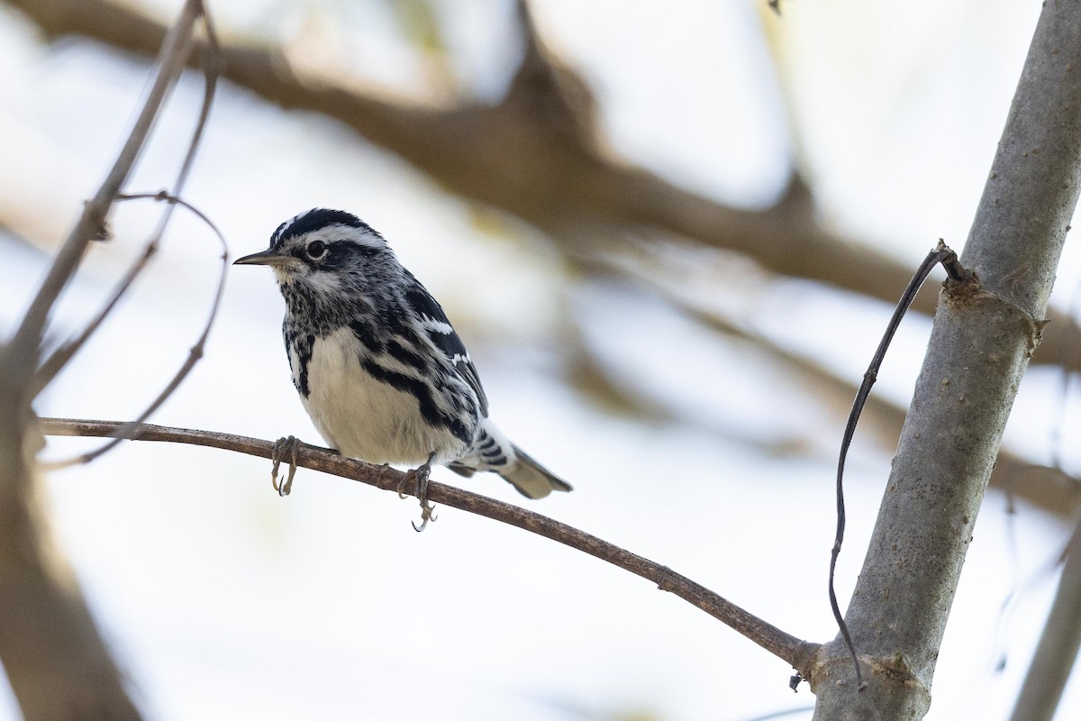 Black-and-white Warbler - ML570181641