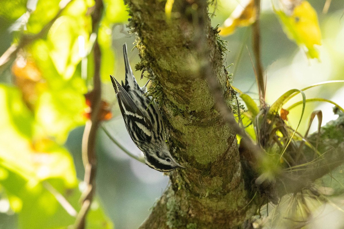 Black-and-white Warbler - ML570182491