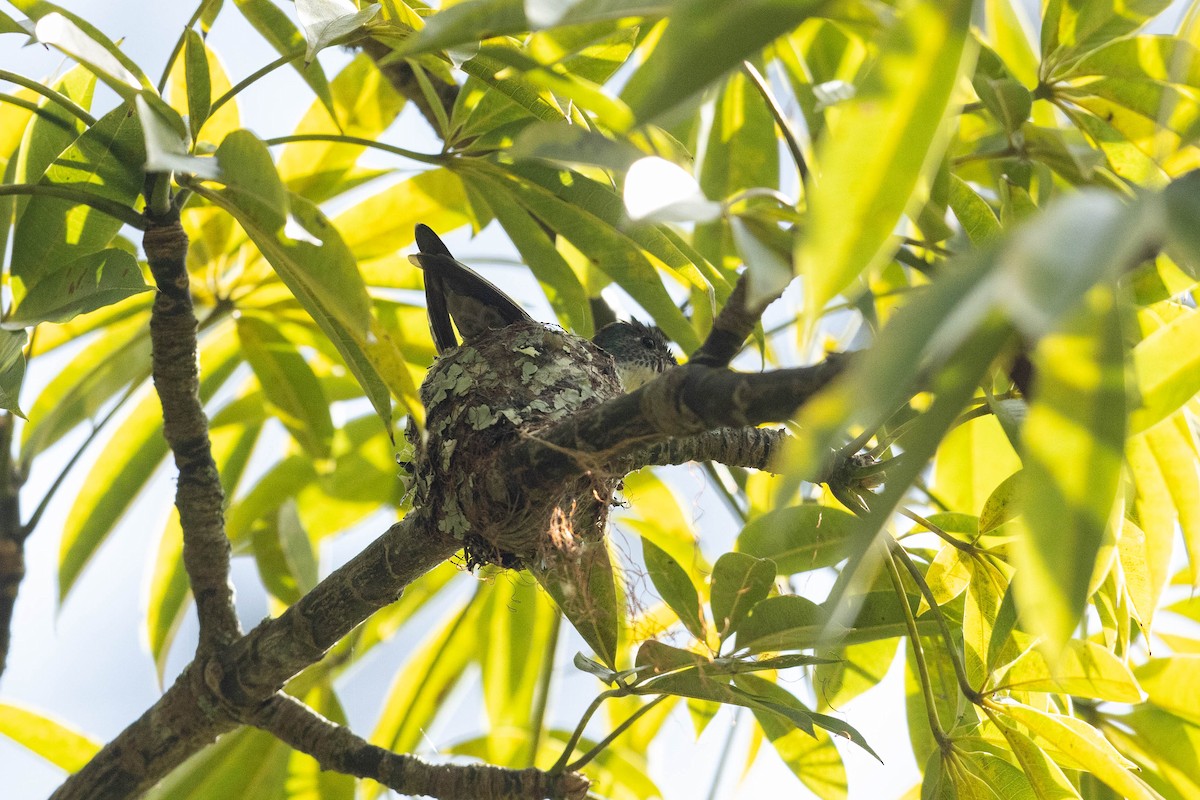 Azure-crowned Hummingbird - ML570182611