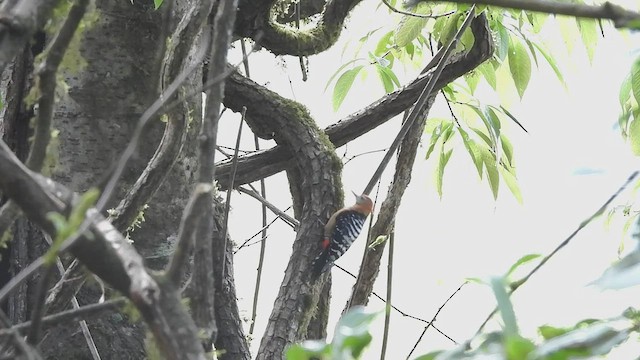 Rufous-bellied Woodpecker - ML570183491