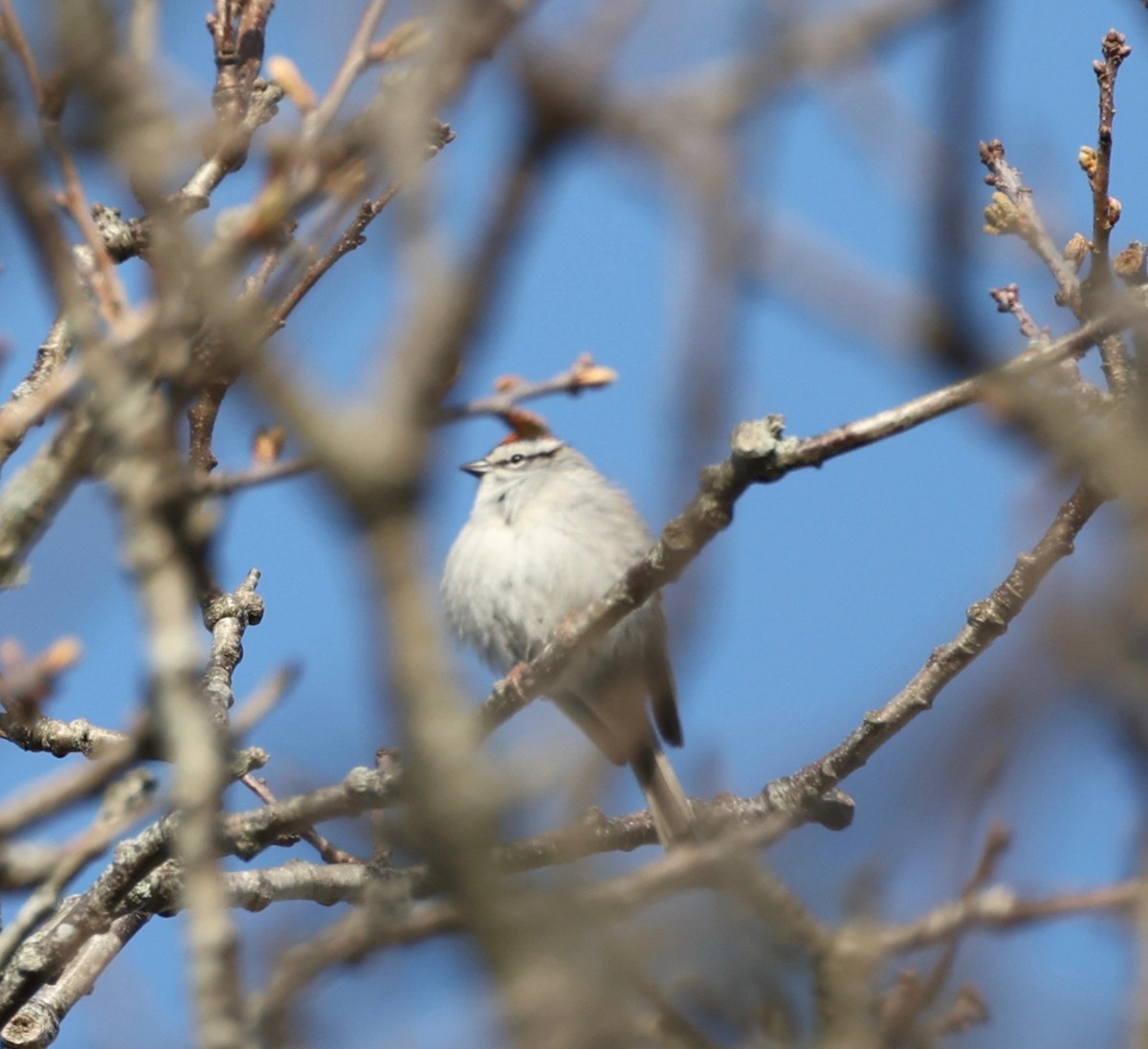 Chipping Sparrow - ML570184091