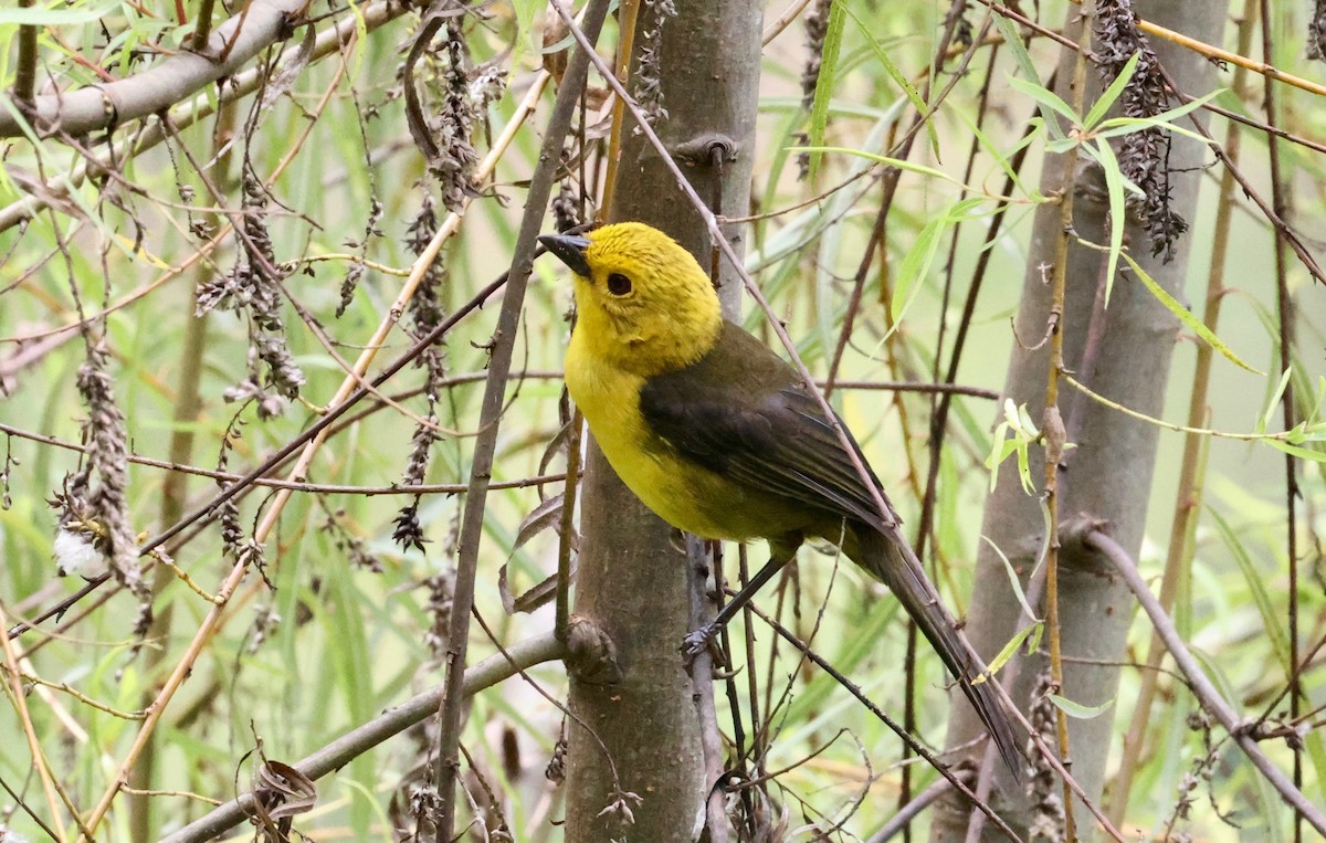 Yellow-headed Brushfinch - Stein Henning Olsen