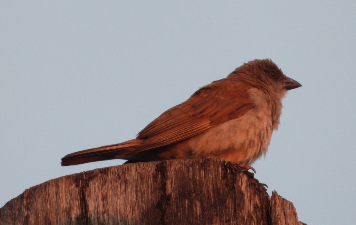 Northern Gray-headed Sparrow - ML570186431