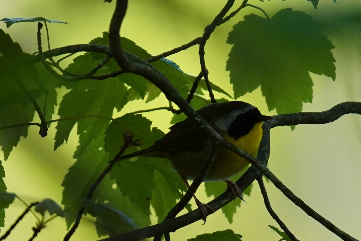 Common Yellowthroat - Bob Yankou