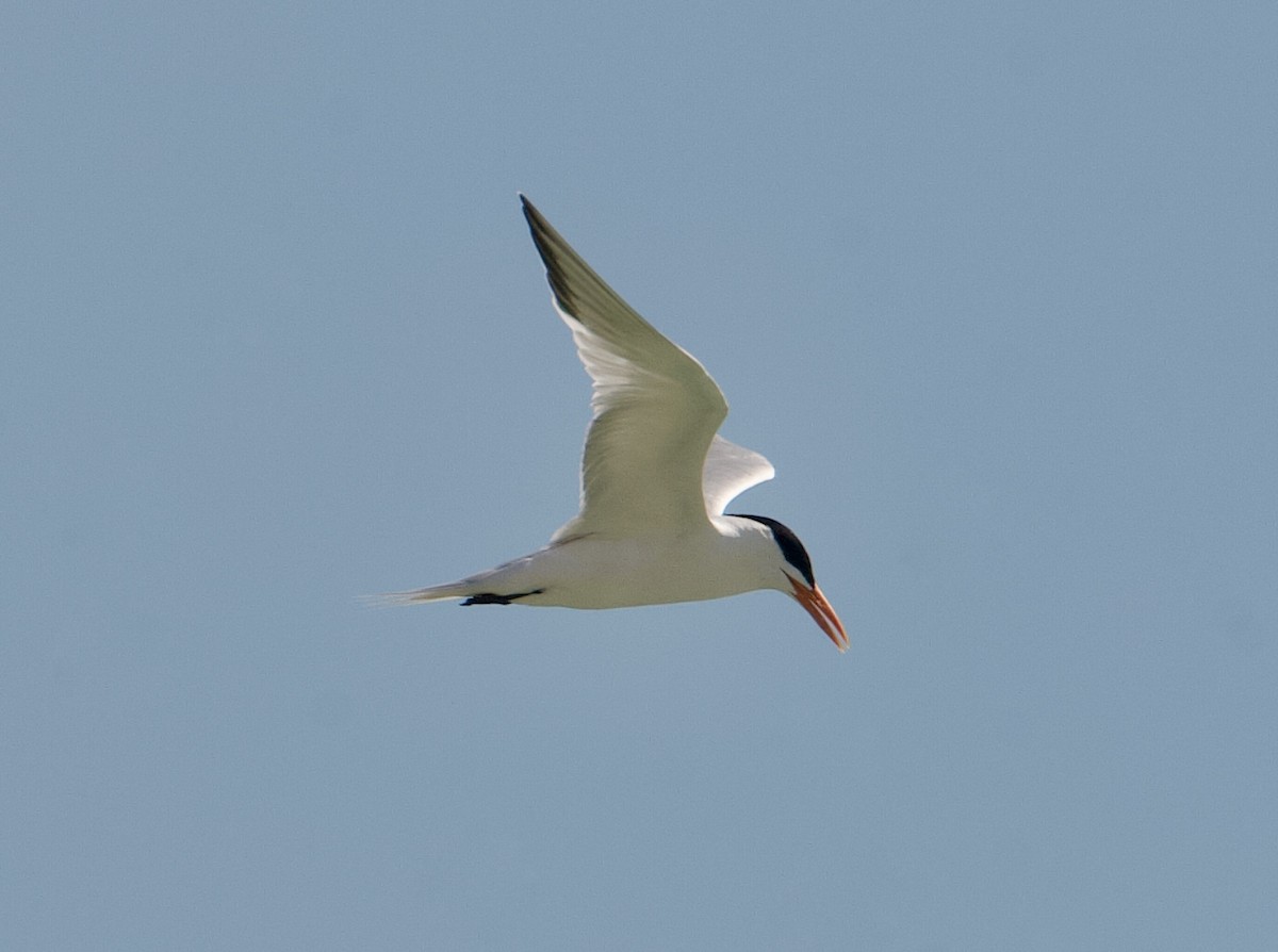 Royal Tern - ML570187351