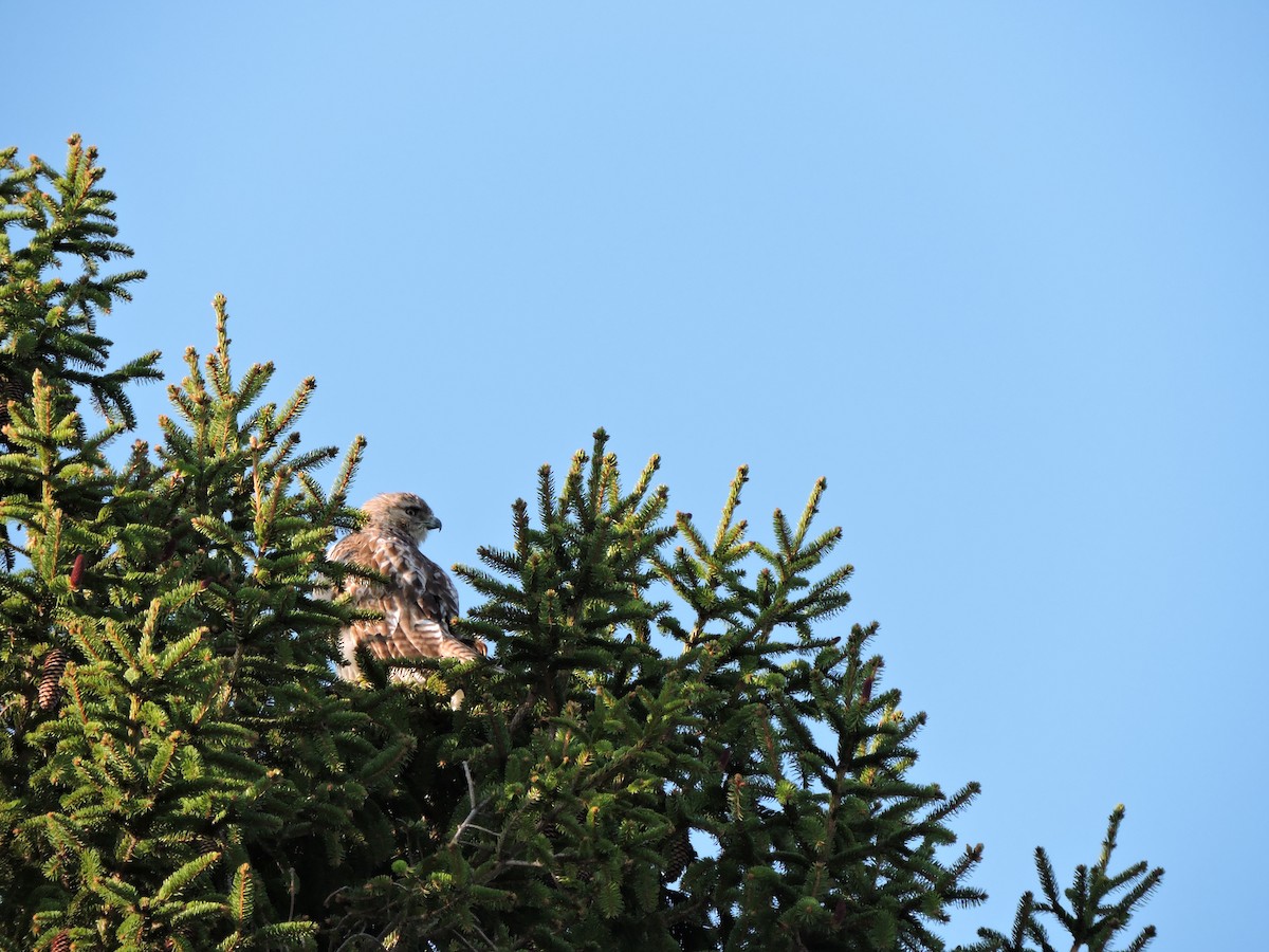 Red-tailed Hawk - ML570189061