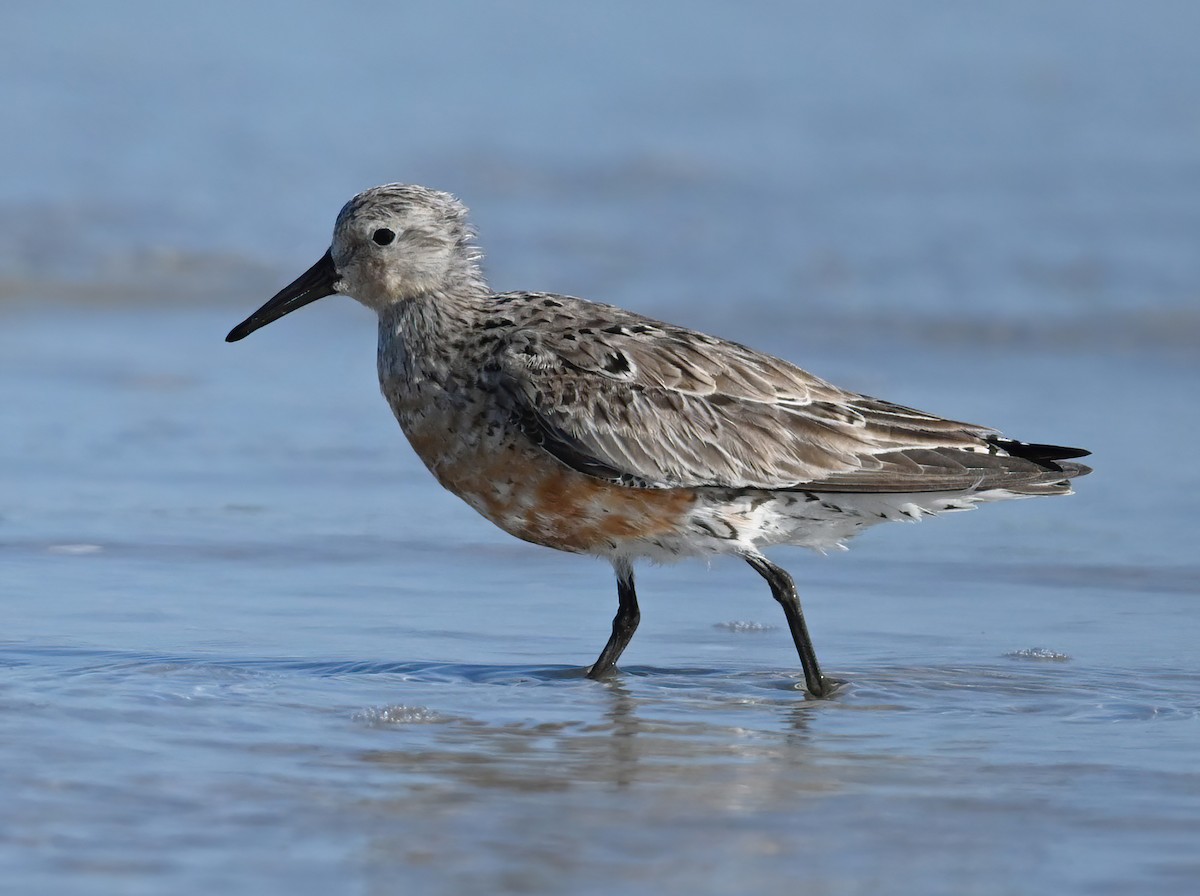 Red Knot - ML570198231