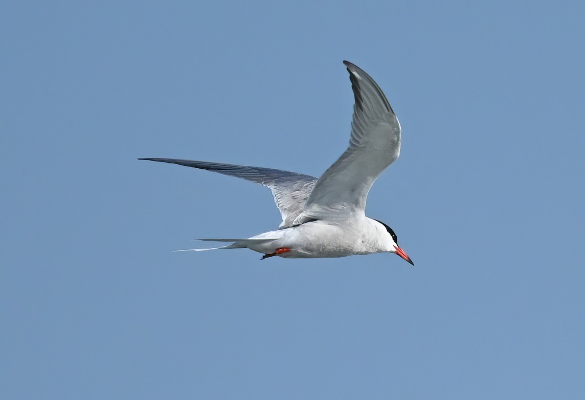 Common Tern - ML570198551
