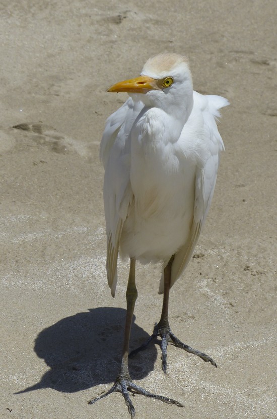Western Cattle Egret - Narca Moore