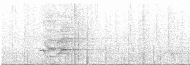 Дронго узлісний - ML570204051