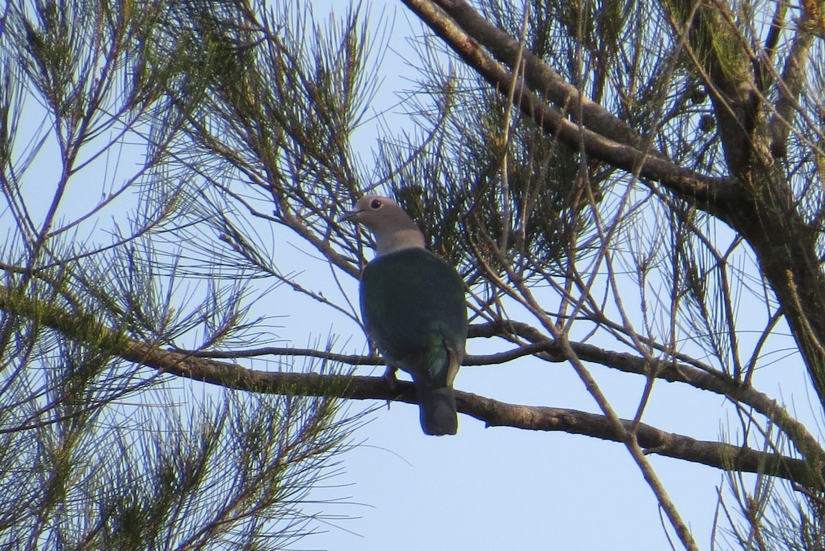 Green Imperial-Pigeon - ML570204591