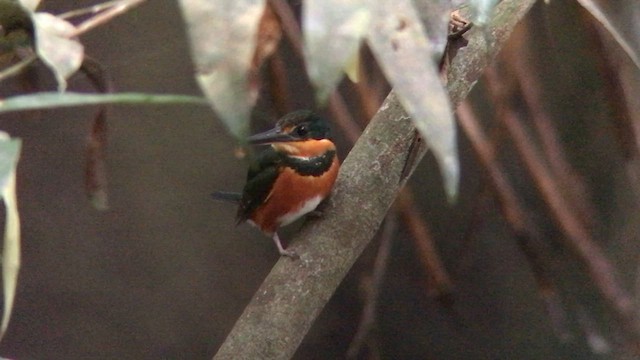 American Pygmy Kingfisher - ML570204631