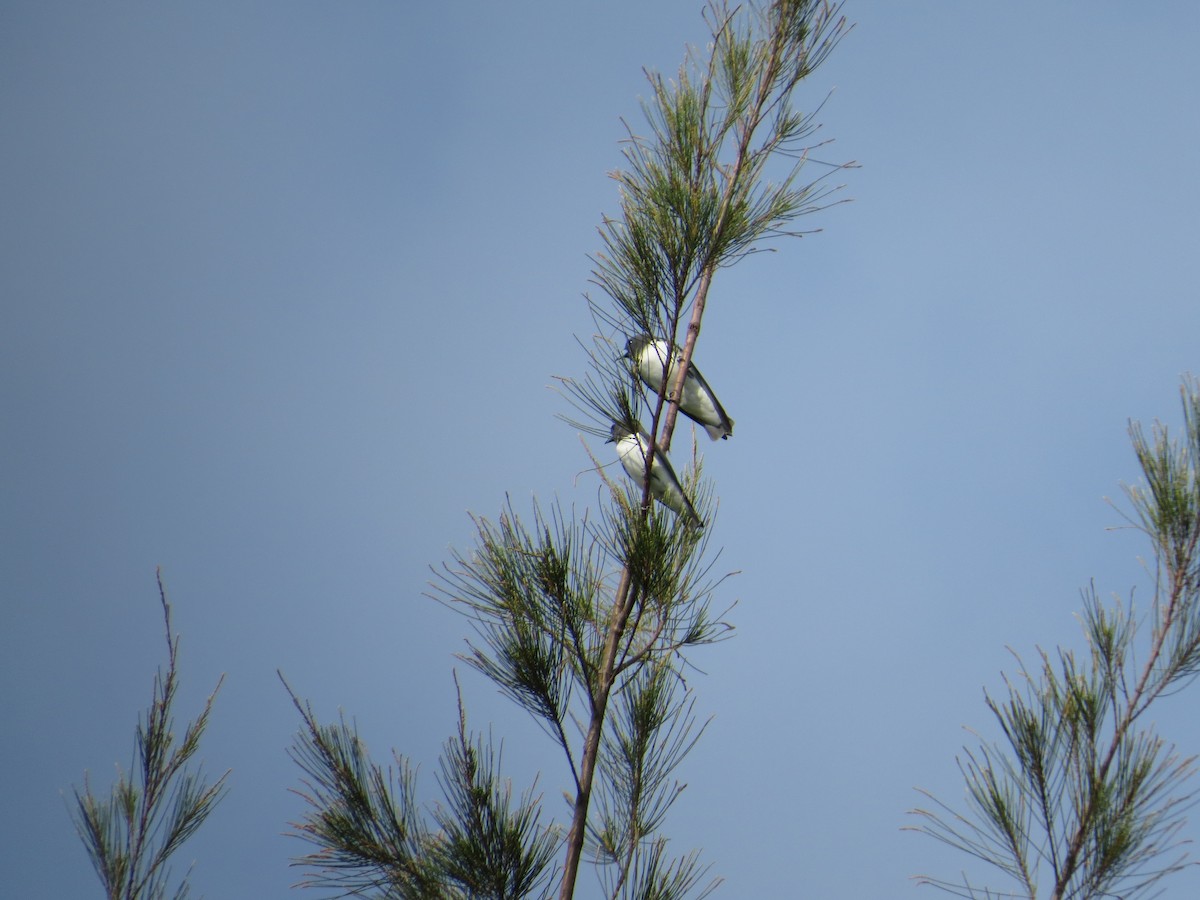 白胸燕鵙 - ML570205101
