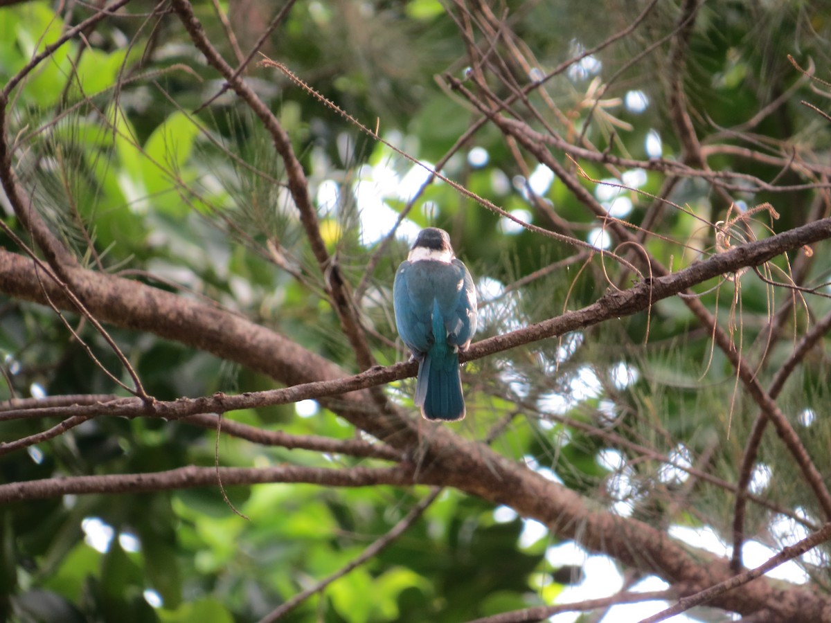 Collared Kingfisher - Marian W
