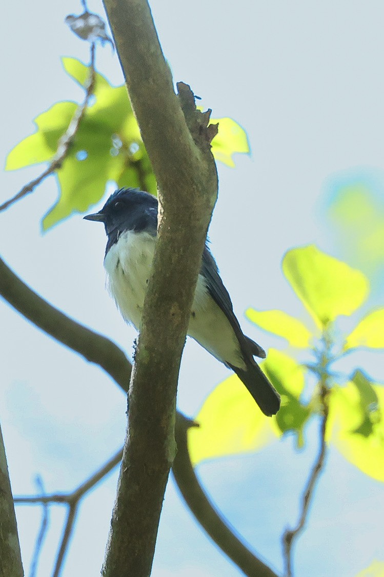Blue-and-white Flycatcher - ML570209741