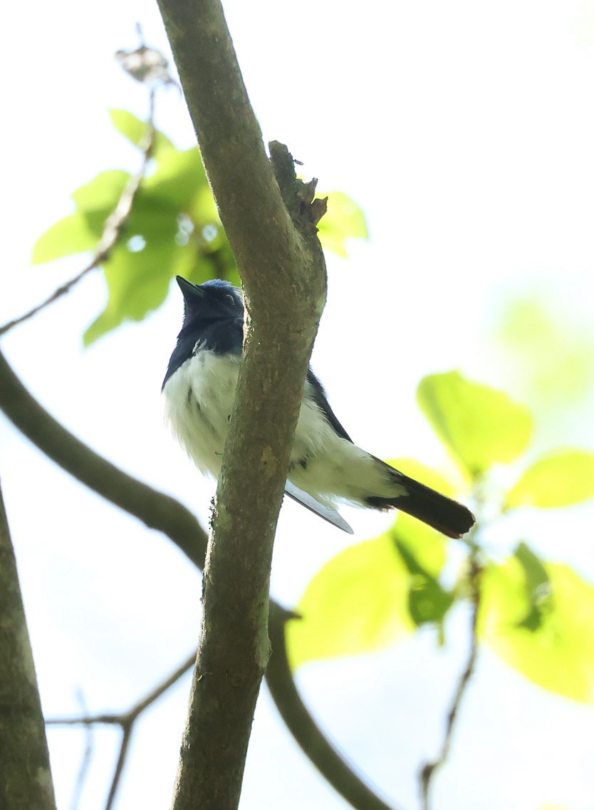 Blue-and-white Flycatcher - ML570209751