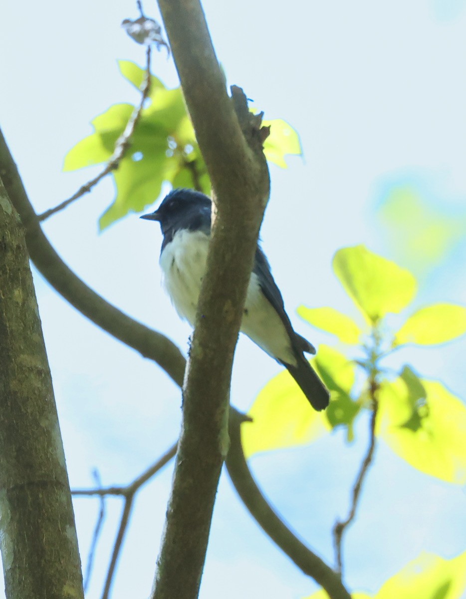 Blue-and-white Flycatcher - ML570209761