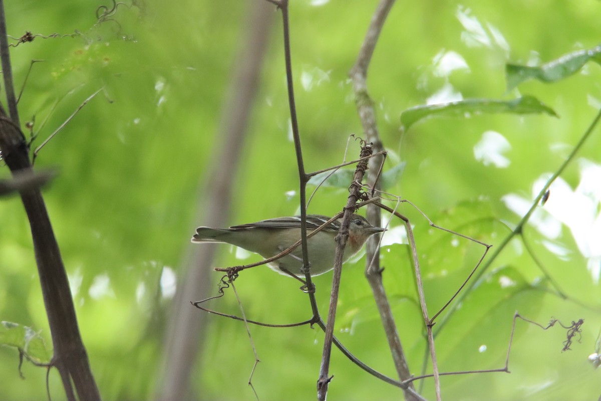 Bay-breasted Warbler - ML570211091