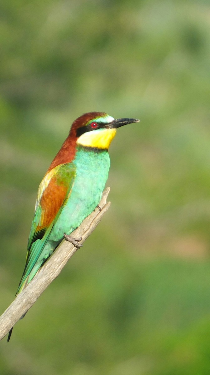 European Bee-eater - Ozgun Sozuer