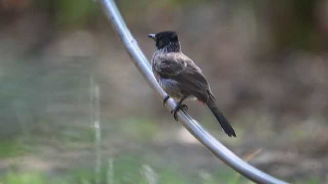 Red-vented Bulbul - ML570214761