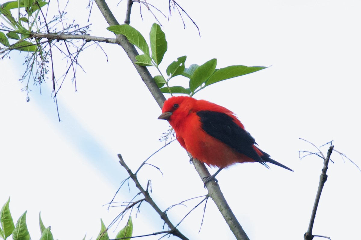 Scarlet Tanager - ML570216511