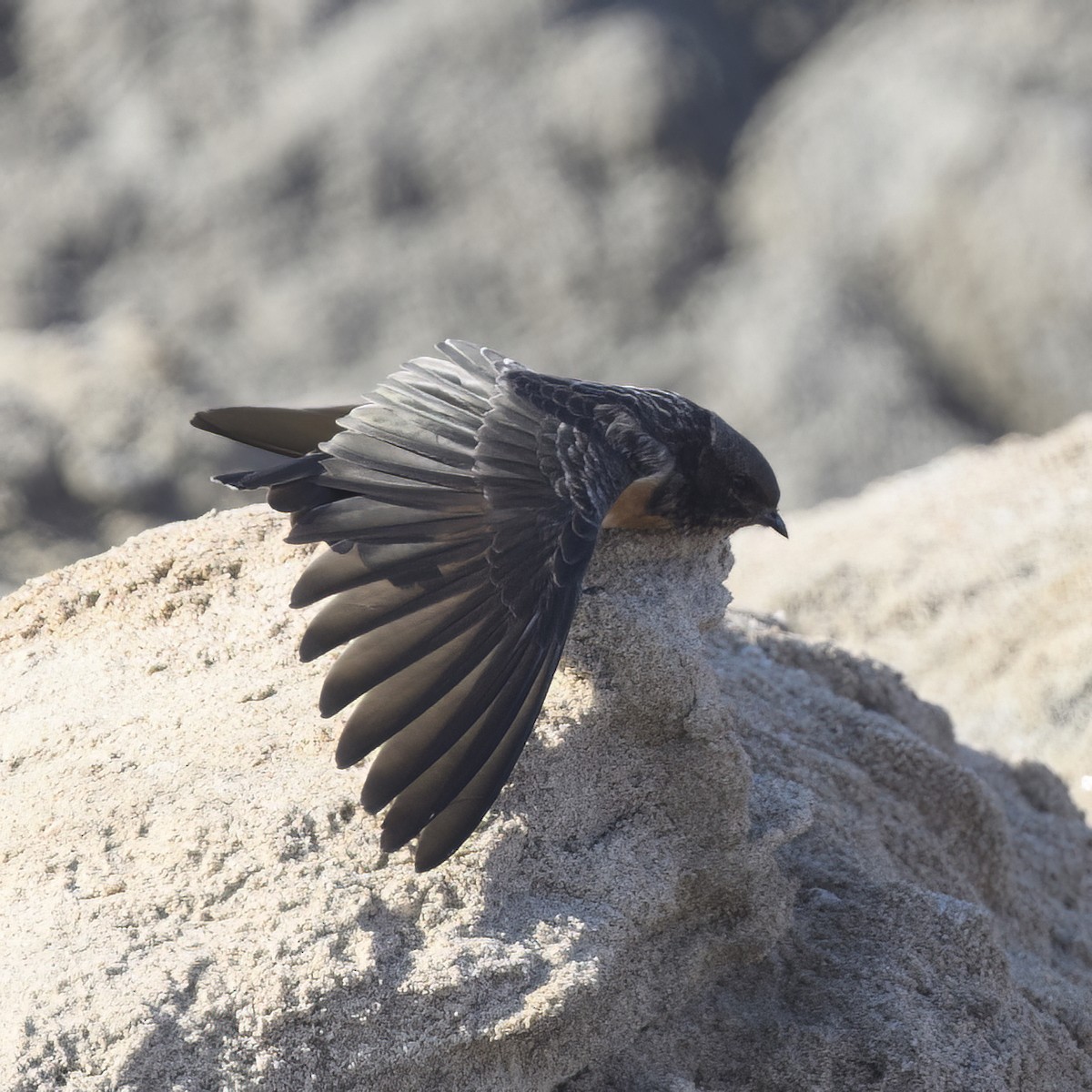 South African Swallow - ML570217521