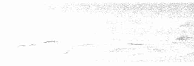 Kara Gerdanlı Nektarkuşu - ML570218031