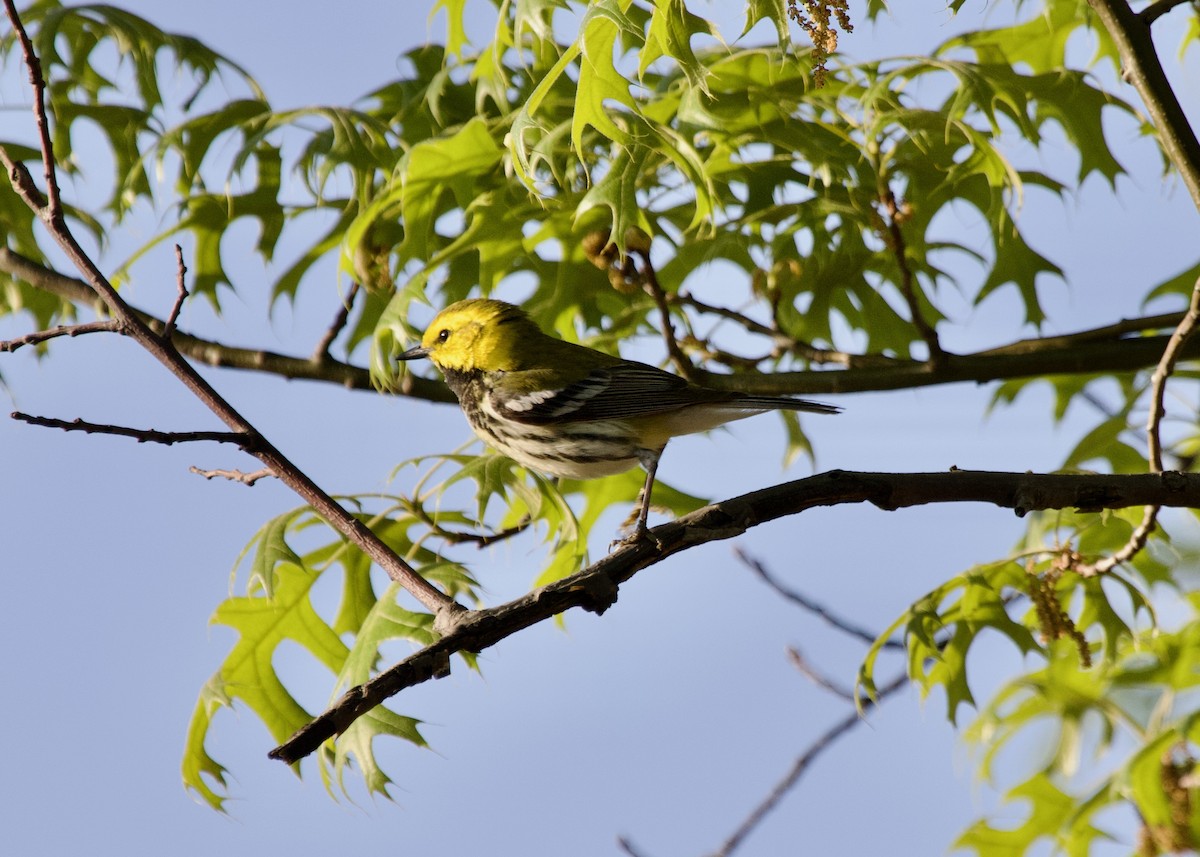 Black-throated Green Warbler - Claire  Halpin