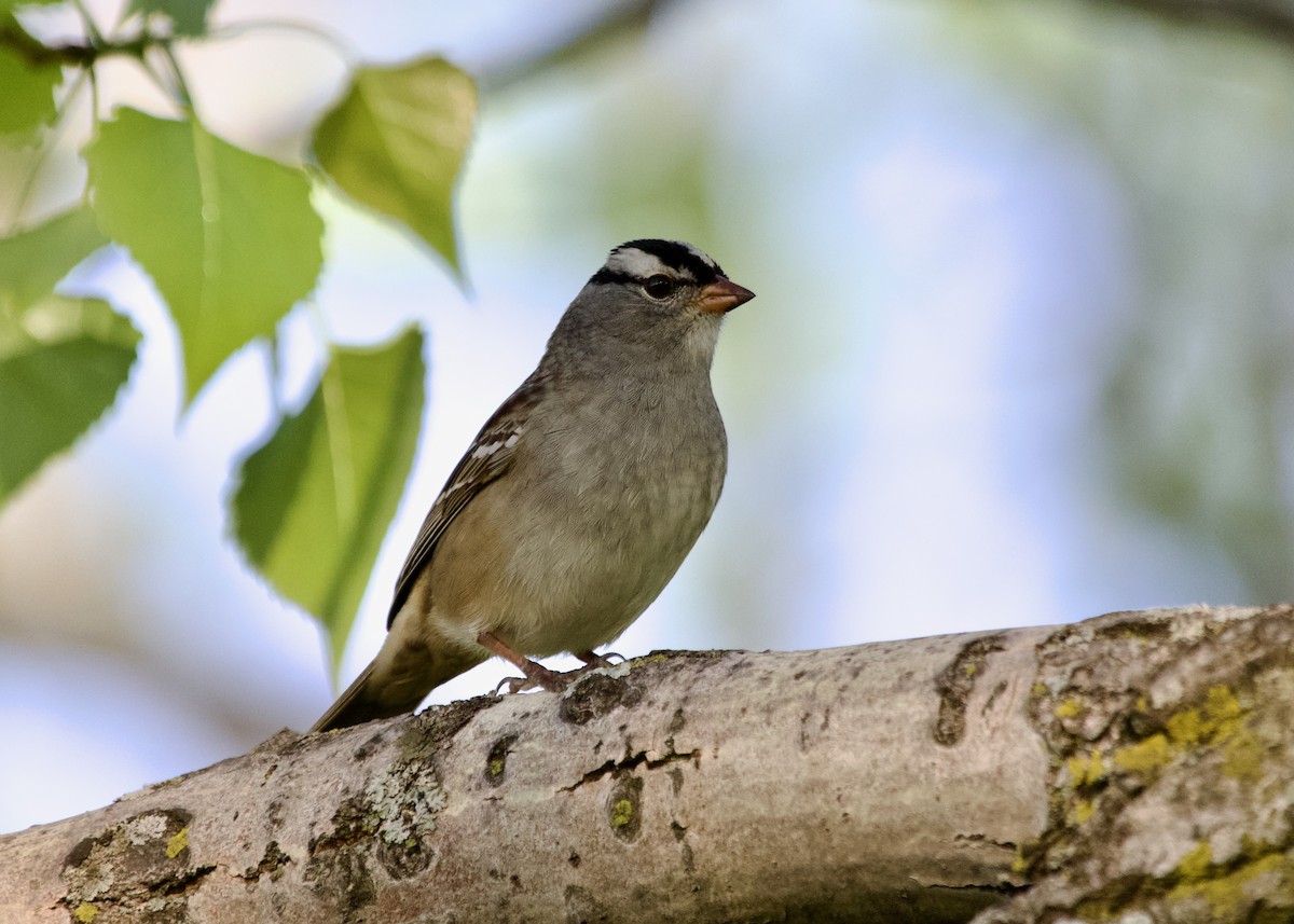 White-crowned Sparrow - ML570227751