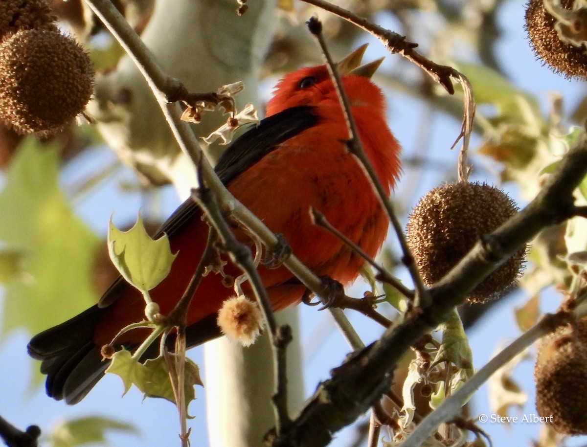 Scarlet Tanager - ML570231631