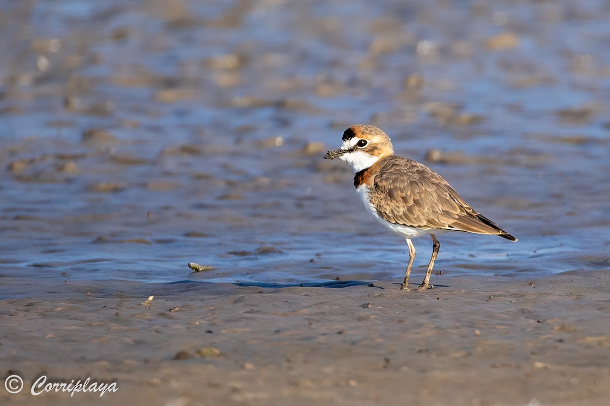 Collared Plover - ML570233101