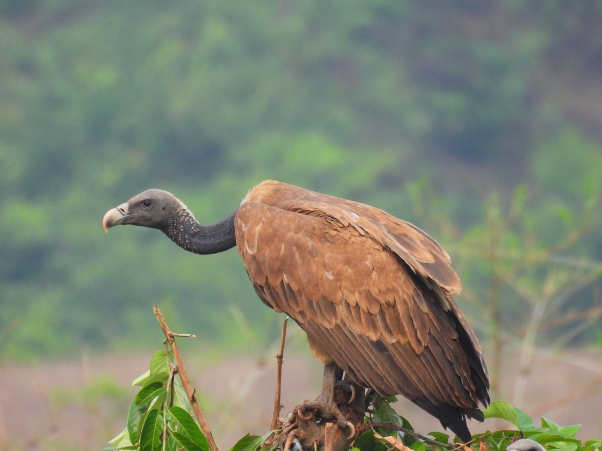 Indian Vulture - ML570234731