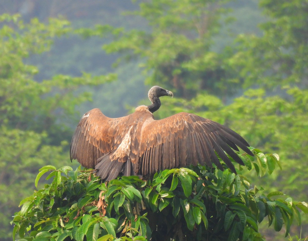Indian Vulture - ML570234791