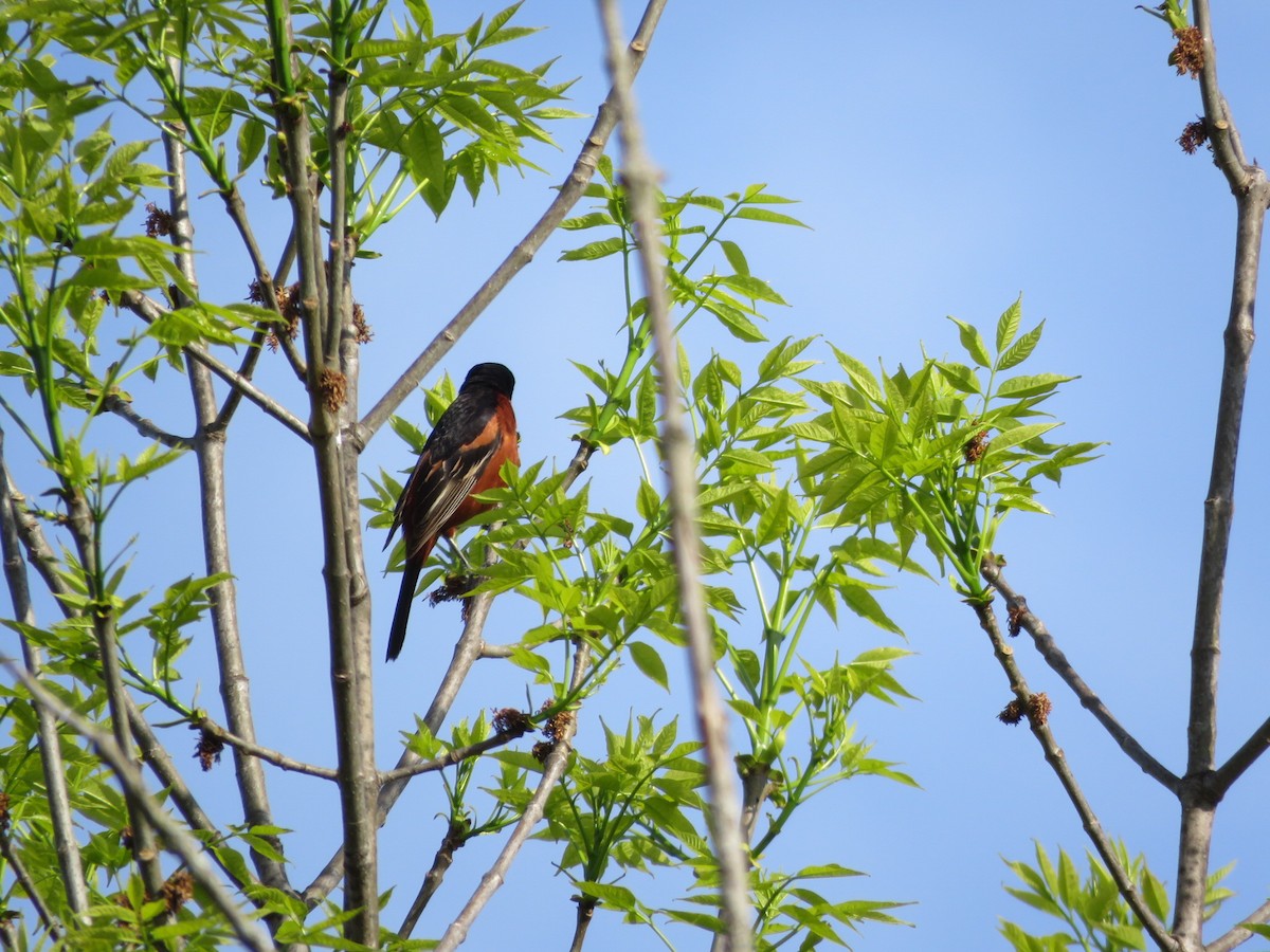 Orchard Oriole - ML570238461