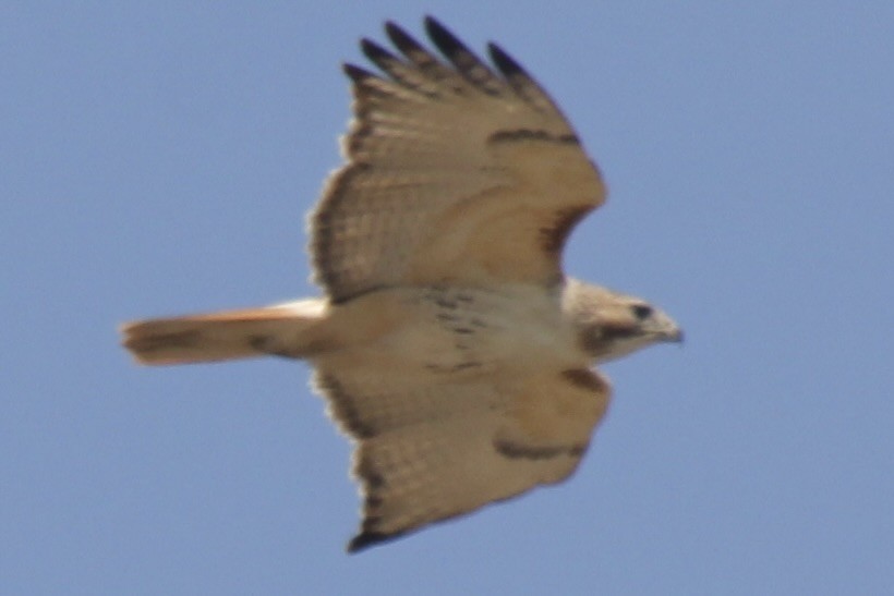 Red-tailed Hawk - ML570240441