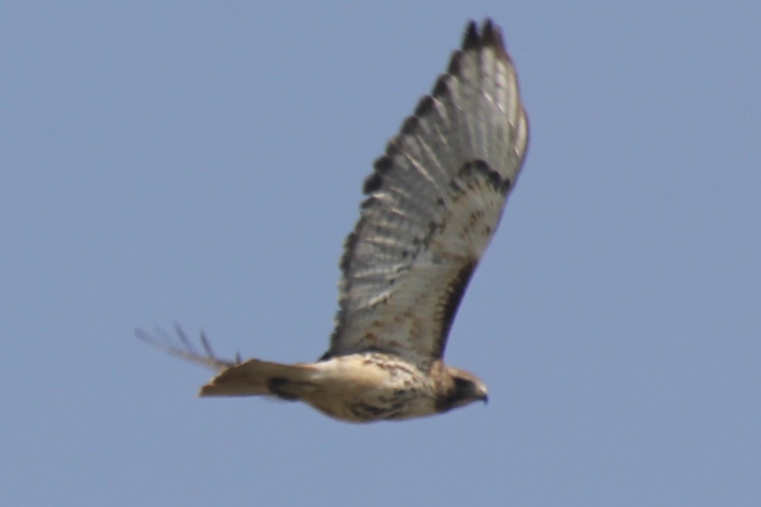 Red-tailed Hawk - ML570240461