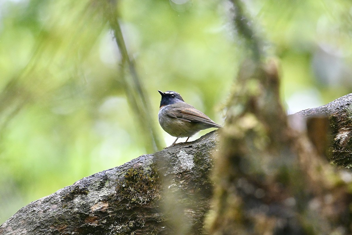 Rufous-gorgeted Flycatcher - Dong Qiu