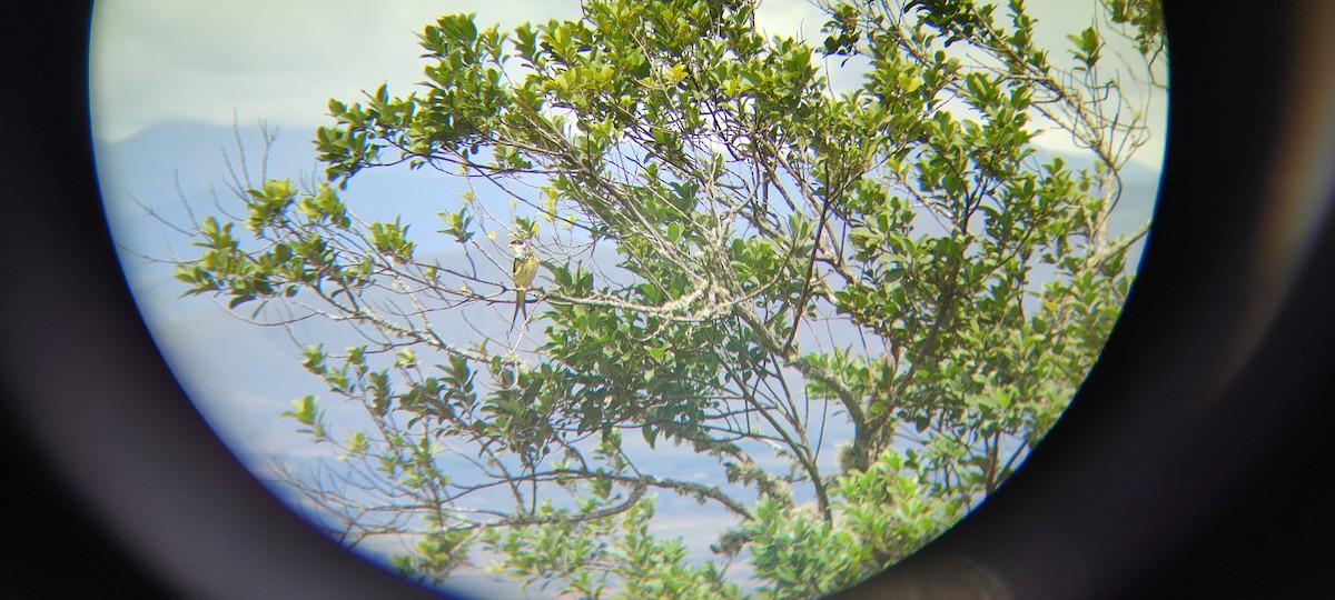 Swallow-tailed Cotinga (Palkachupa) - ML570249851