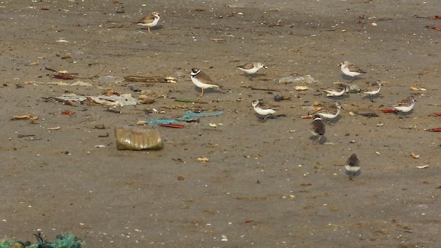 Semipalmated Plover - ML570255181