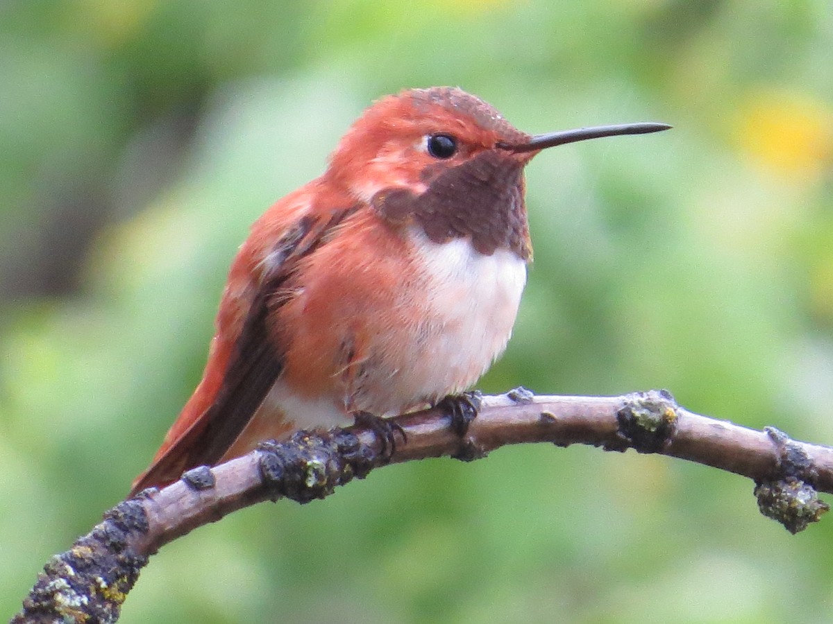 Rufous Hummingbird - John Hanna