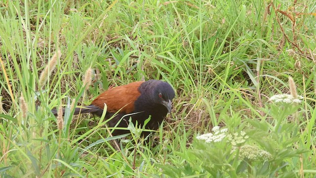 Greater Coucal - ML570260601